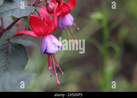 Close-up of the beautiful bell blossom of a red-purple fuchsia, copy space Stock Photo