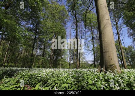 A carpet of wild garlic in bloom covers the sunlit forest floor, wide-angle shot Stock Photo