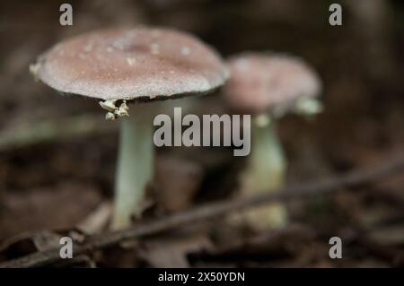 Close up look at mushrooms growing in the woods Stock Photo