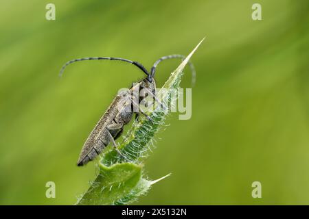 Golden-bloomed grey longhorn beetle (Agapanthia villosoviridescens) on the leaf tip of a thistle Stock Photo