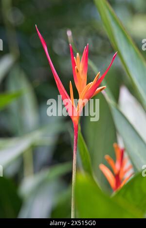 Beautiful Bird Of Paradise Flower On Yellow Background. Tropical Plant 