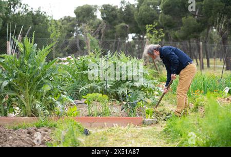 Gray-haired man over 60 years old working in the garden Stock Photo