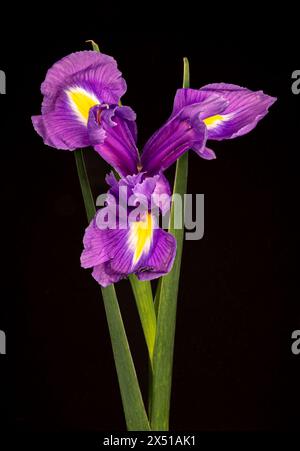 Iris Hollandica Sapphire Beauty ornamental flowering plant, purple violet and partly yellow flowers in bloom on green stem. Stock Photo