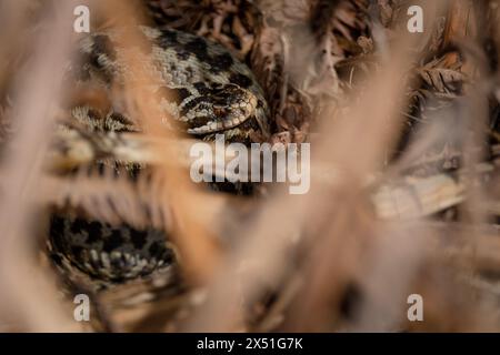An Adder basking in the midday Sun on a south facing bank in heartland in the New Forest Hampshire England hidden among the brown dried ferns. Stock Photo