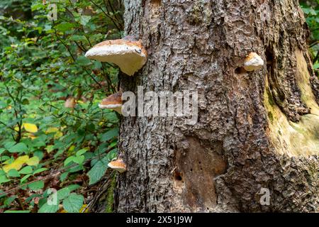 Close up to bottom of old tree with signs of decay, holes of insects in the trunk, like damaged bark, missing bark. Concept of decay and disease. Stock Photo