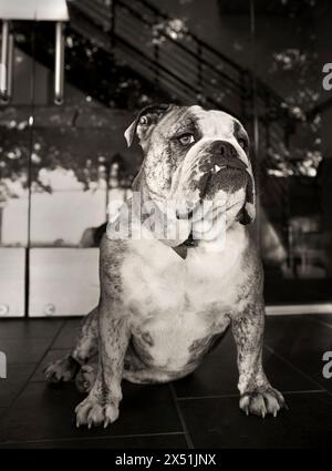 Sepia Tone English Bulldog Stock Photo