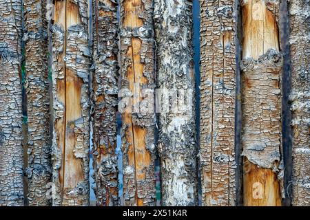 high texture background of a fence made of weathered tree trunks with peeling bark Stock Photo