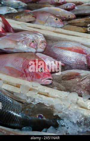 Fish catch, fish in containers, Bali, Jimbaran Stock Photo - Alamy