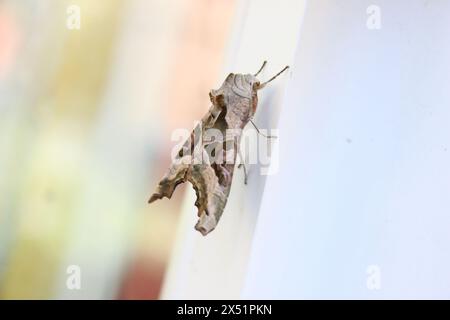 An Angle Shades (Phlogophora Meticulosa) Moth rests on a plastic doorframe Stock Photo