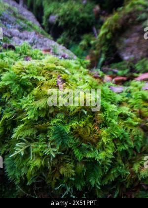 The delicate fernlike leaves of Mountain fern moss, growing on stones in the undergrowth of the Celtic Rainforests of Northern Wales. Stock Photo