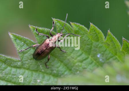 Seidiger Rohrkäfer, Bunter Schilfkäfer, Rohrkäfer, Plateumaris sericea, reed beetle, reed-beetle, reed beetles Stock Photo