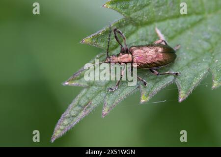 Seidiger Rohrkäfer, Bunter Schilfkäfer, Rohrkäfer, Plateumaris sericea, reed beetle, reed-beetle, reed beetles Stock Photo