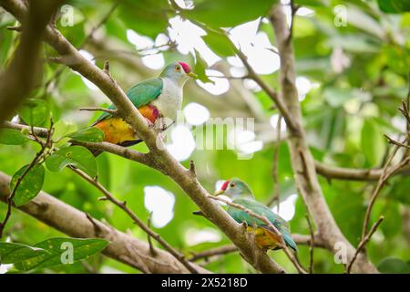 Beautiful Fruit-dove also known as the rose-fronted pigeon or crimson-capped fruit dove, Ptilinopus pulchellus,  Raja Ampat Biodiversity Nature Resort Stock Photo