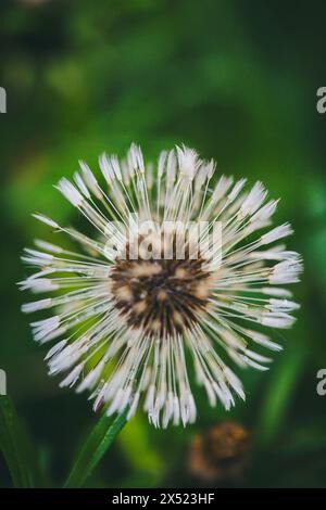 Dandelion blowball (Taraxum) Stock Photo