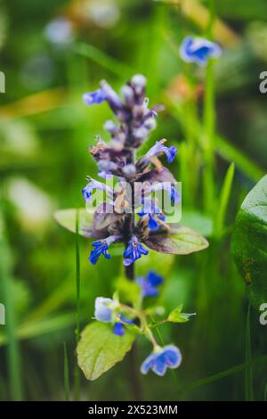 Blue bugle (Ajuga reptans) Stock Photo