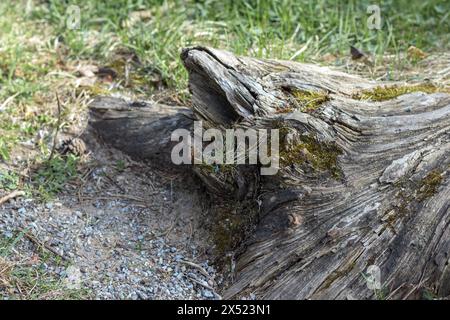 dead tree stump in forest with green grass background Stock Photo