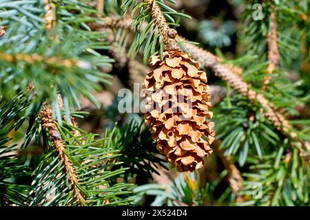 Sitka Spruce (picea sitchensis), close up of a single cone of the commonly planted conifer hanging amongst the branches of the tree. Stock Photo