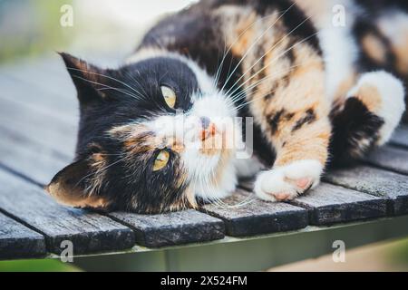 Tortoiseshell farm cat Stock Photo
