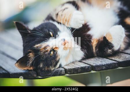 Tortoiseshell farm cat Stock Photo