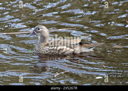 A female Mandarin Duck (Aix galericulata) Stock Photo
