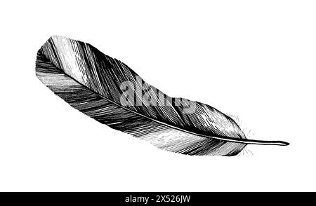 Feather line drawing in black, isolated on white background Stock Photo