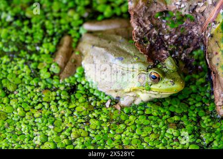 An American bullfrog sits in the shallows on a northern Wisconsin lake. Stock Photo