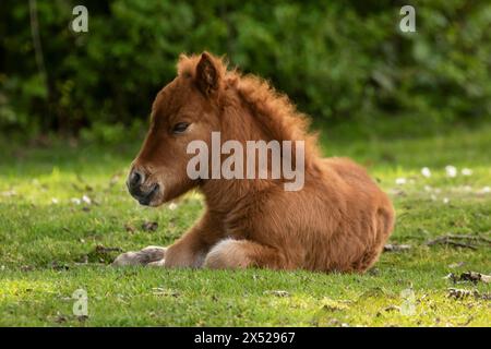 Shetland pony foals (and mum), almost newborn, on the New Forest, near Pitmore Lane, Sway. This series captures the charm of these newborn animals Stock Photo