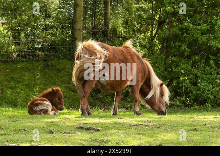 Shetland pony foals (and mum), almost newborn, on the New Forest, near Pitmore Lane, Sway. This series captures the charm of these newborn animals Stock Photo