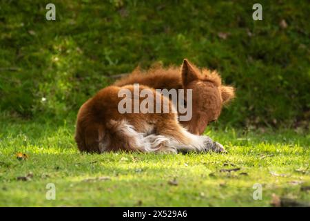 Shetland pony foals (and mum), almost newborn, on the New Forest, near Pitmore Lane, Sway. This series captures the charm of these newborn animals Stock Photo