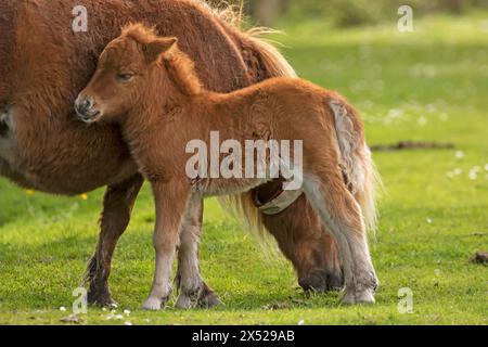 Shetland pony foals (and mum), almost newborn, on the New Forest, near Pitmore Lane, Sway. This series captures the charm of these newborn animals Stock Photo