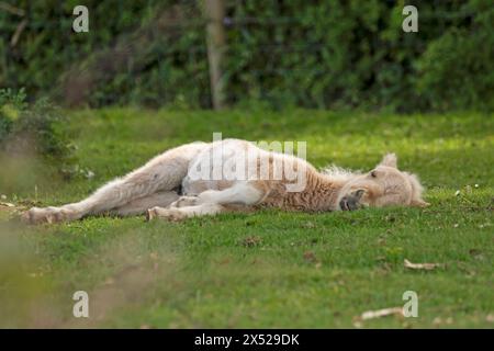 Shetland pony foals (and mum), almost newborn, on the New Forest, near Pitmore Lane, Sway. This series captures the charm of these newborn animals Stock Photo