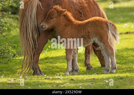 Shetland pony foals (and mum), almost newborn, on the New Forest, near Pitmore Lane, Sway. This series captures the charm of these newborn animals Stock Photo