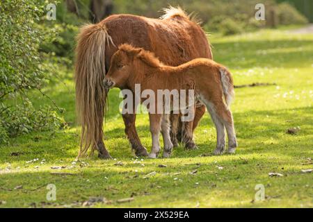 Shetland pony foals (and mum), almost newborn, on the New Forest, near Pitmore Lane, Sway. This series captures the charm of these newborn animals Stock Photo