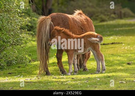 Shetland pony foals (and mum), almost newborn, on the New Forest, near Pitmore Lane, Sway. This series captures the charm of these newborn animals Stock Photo