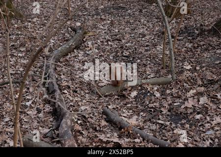 a red squirrel sits on a log with fallen autumn leaves around it Stock Photo