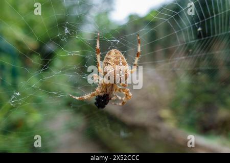 Close up of a Garden spider (Araneus diadematus) on its web, in a garden in London, UK. Stock Photo