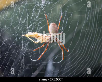 Close up of a Golden Orb Weaver spider (in captivity) eating a locust on its web, London, UK. Stock Photo