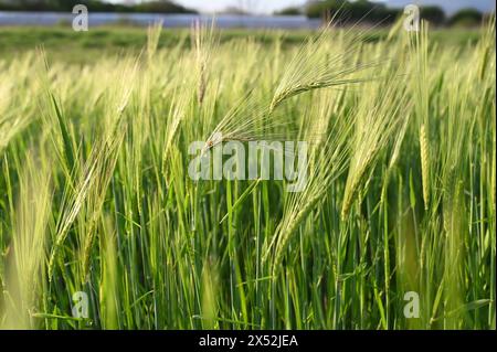 Young green wheat growing on the field, close up. Wheat crops in early spring. Agriculture. Cereals at sunset. Stock Photo