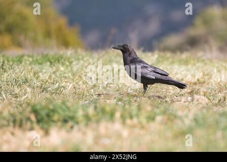Raven (Corvus corax) foraging on the ground Stock Photo