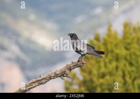 Raven (Corvus corax) Stock Photo