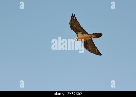 Lammergeier or bearded vulture (Gypaetus barbatus) in flight Stock Photo