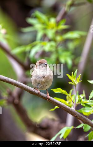 Brown sparrow with streaked back & pale buff chest. Thrives in Dublin's ...