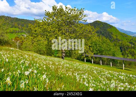 Meadow with white blooming poet's daffodil flowers and a sweet cherry Stock Photo