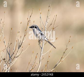early spring on Colorado prairie - aerial view of grassland with a ...