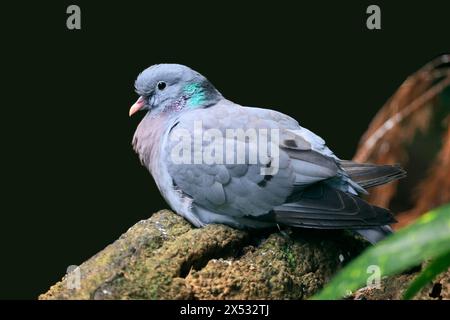 Stock dove (Columba oenas), adult, resting on rocks, captive, Germany Stock Photo