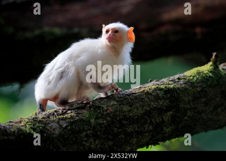 Silvery Marmoset, (Mico argentatus, Syn.: Callithrix argentata), Silvery Marmoset, adult, tree, vigilant, captive, South America Stock Photo