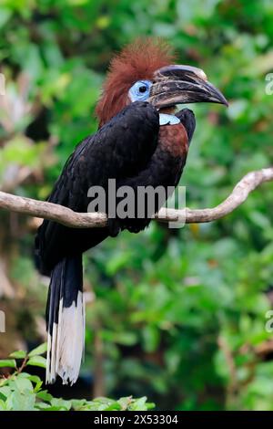 Black-casqued hornbill (Ceratogymna atrata), adult, female, perch, captive, South America Stock Photo