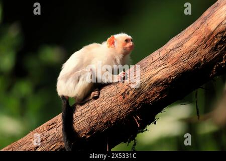 Silvery Marmoset, (Mico argentatus, Syn.: Callithrix argentata), Silvery Marmoset, adult, tree, vigilant, captive, South America Stock Photo