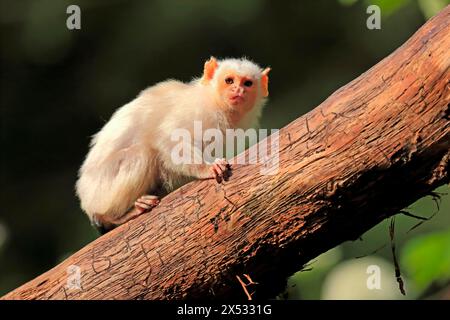 Silvery Marmoset, (Mico argentatus, Syn.: Callithrix argentata), Silvery Marmoset, adult, tree, vigilant, captive, South America Stock Photo