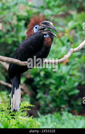 Black-casqued hornbill (Ceratogymna atrata), adult, female, perch, calling, captive, South America Stock Photo